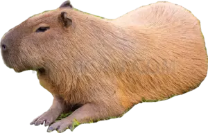 Capybara 856x548 cutout from Capybara