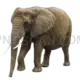 Elephant Large cutout from Gen Z