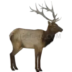 Elk Nature cutout from Elk