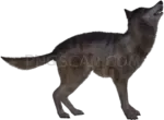 Jackal Agile cutout from Donkey Animal