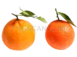 Mandarin 577x433 cutout from Mandarin