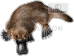 Platypus Egg-Laying cutout from Yin and Yang