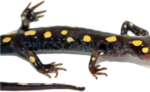 Salamanders Habitat cutout from Omni Man