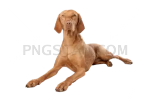 Vizsla Dog cutout image