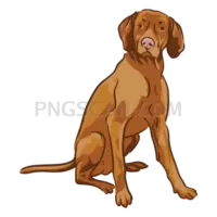 Vizsla Dog #279 cutout from Vizsla Dog