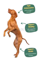 Vizsla Dog #354 cutout from Vizsla Dog