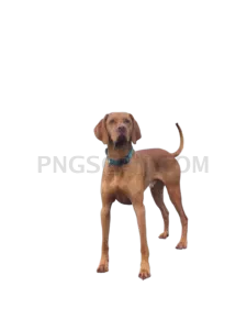 Vizsla Dog natural cutout from Vizsla Dog