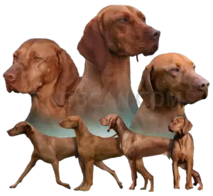 Vizsla Dog #285 cutout from Vizsla Dog
