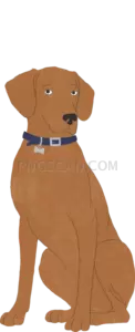 Vizsla Dog #288 cutout from Vizsla Dog