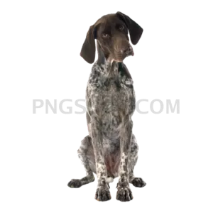 Vizsla Dog #295 cutout from Vizsla Dog