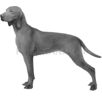 Vizsla Dog #300 cutout from Vizsla Dog