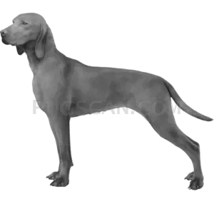 Vizsla Dog #300 cutout from Vizsla Dog