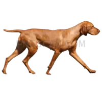 Vizsla Dog #303 cutout from Vizsla Dog