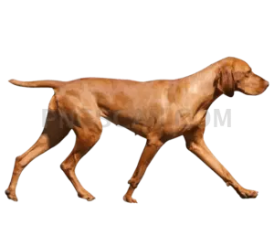 Vizsla Dog #303 cutout from Vizsla Dog