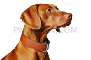 Vizsla Dog #306 cutout from Vizsla Dog