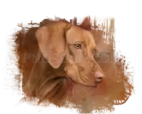 Vizsla Dog #313 cutout from Vizsla Dog