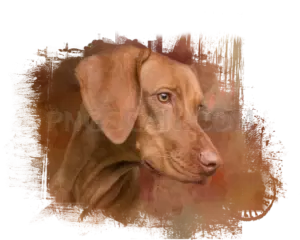 Vizsla Dog #313 cutout from Vizsla Dog