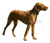 Vizsla Dog #309 cutout from Vizsla Dog