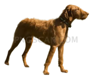 Vizsla Dog #309 cutout from Vizsla Dog