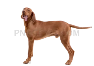 Vizsla Dog #316 cutout from Vizsla Dog