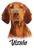 Vizsla Dog #321 cutout from Vizsla Dog