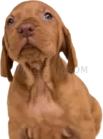 Vizsla Dog #325 cutout from Vizsla Dog