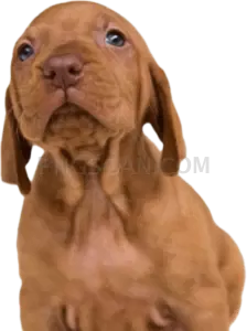 Vizsla Dog #325 cutout from Vizsla Dog