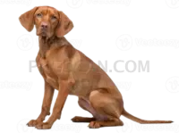 Vizsla Dog #328 cutout from Vizsla Dog