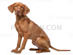 Vizsla Dog #328 cutout from Vizsla Dog