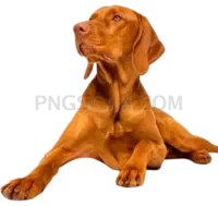 Vizsla Dog #331 cutout from Vizsla Dog