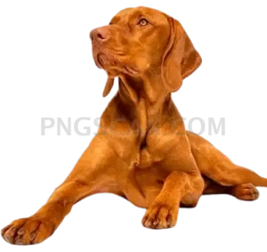 Vizsla Dog #331 cutout from Vizsla Dog