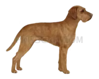 Vizsla Dog #334 cutout from Vizsla Dog