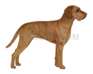 Vizsla Dog #334 cutout from Vizsla Dog