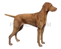 Vizsla Dog #336 cutout from Vizsla Dog