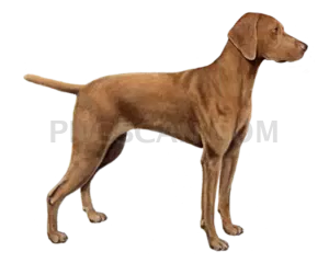 Vizsla Dog #336 cutout from Vizsla Dog