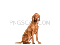 Vizsla Dog #340 cutout from Vizsla Dog