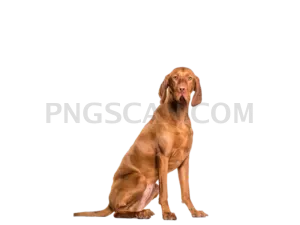 Vizsla Dog #340 cutout from Vizsla Dog
