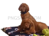Vizsla Dog #343 cutout from Vizsla Dog