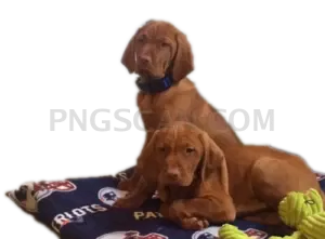 Vizsla Dog #343 cutout from Vizsla Dog