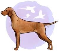 Vizsla Dog #351 cutout from Vizsla Dog