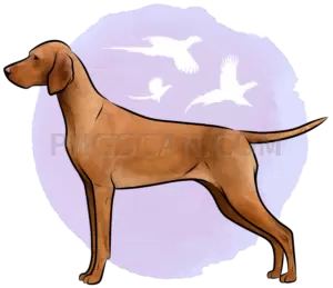 Vizsla Dog #351 cutout from Vizsla Dog