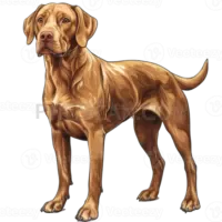 Vizsla Dog #345 cutout from Vizsla Dog