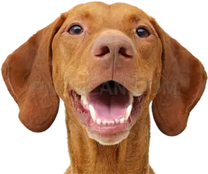Vizsla Dog #348 cutout from Vizsla Dog