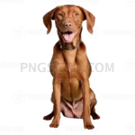 Vizsla Dog #358 cutout from Vizsla Dog
