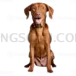Vizsla Dog #358 cutout from Vizsla Dog