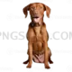 Vizsla Dog #358 cutout from Vizsla Dog
