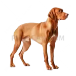 Vizsla Dog #361 cutout from Vizsla Dog