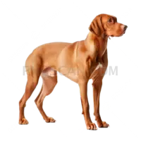Vizsla Dog #361 cutout from Vizsla Dog