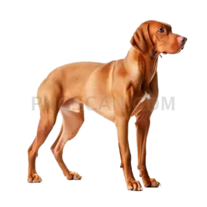 Vizsla Dog #361 cutout from Vizsla Dog