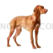 Vizsla Dog #361 cutout from Vizsla Dog